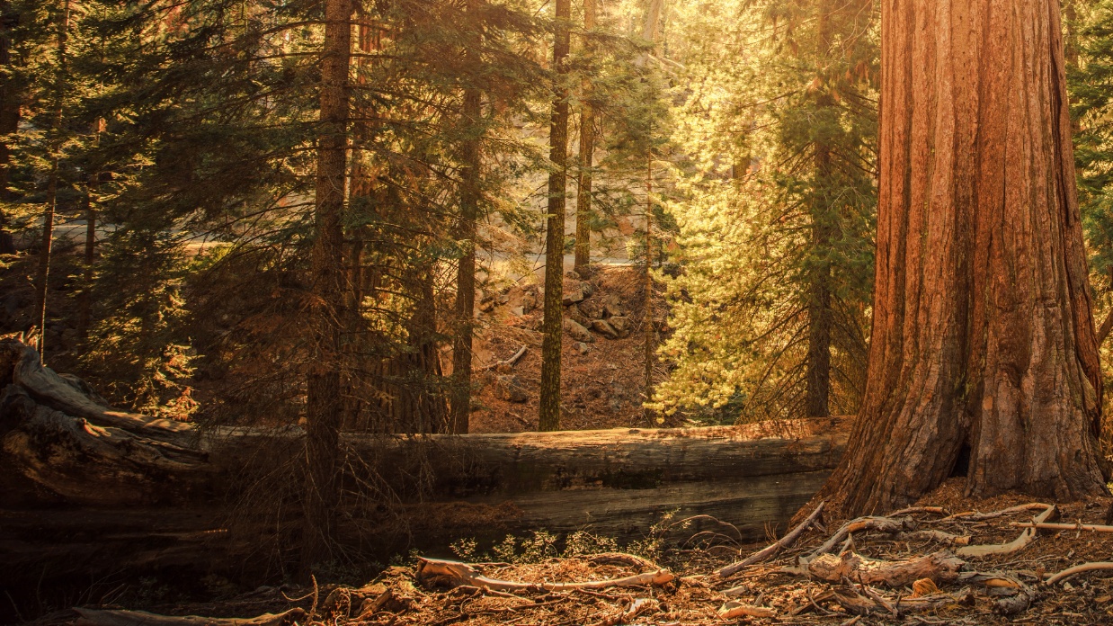 Understanding compassion fatigue