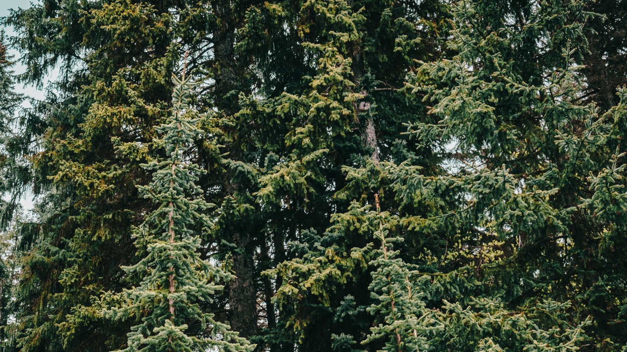 Canadian Christian adoption agencies