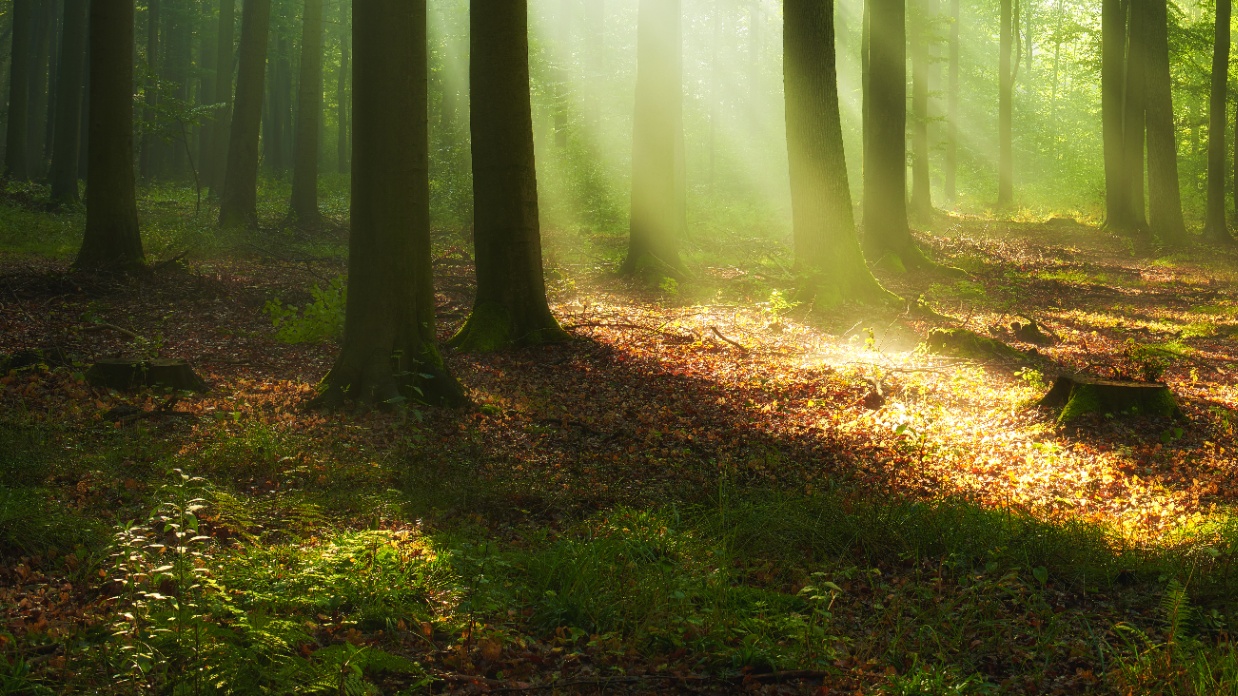 Working under a narcissistic pastor: What it means and what you can do